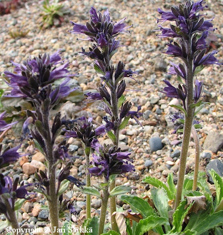 Lagotis sp.